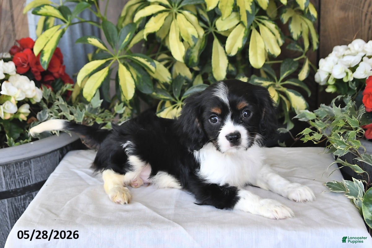 Cavalier King Charles Spaniel dogs Rover - Ad 2