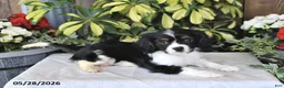 Cavalier King Charles Spaniel dogs for sale: Rover - Ad 2