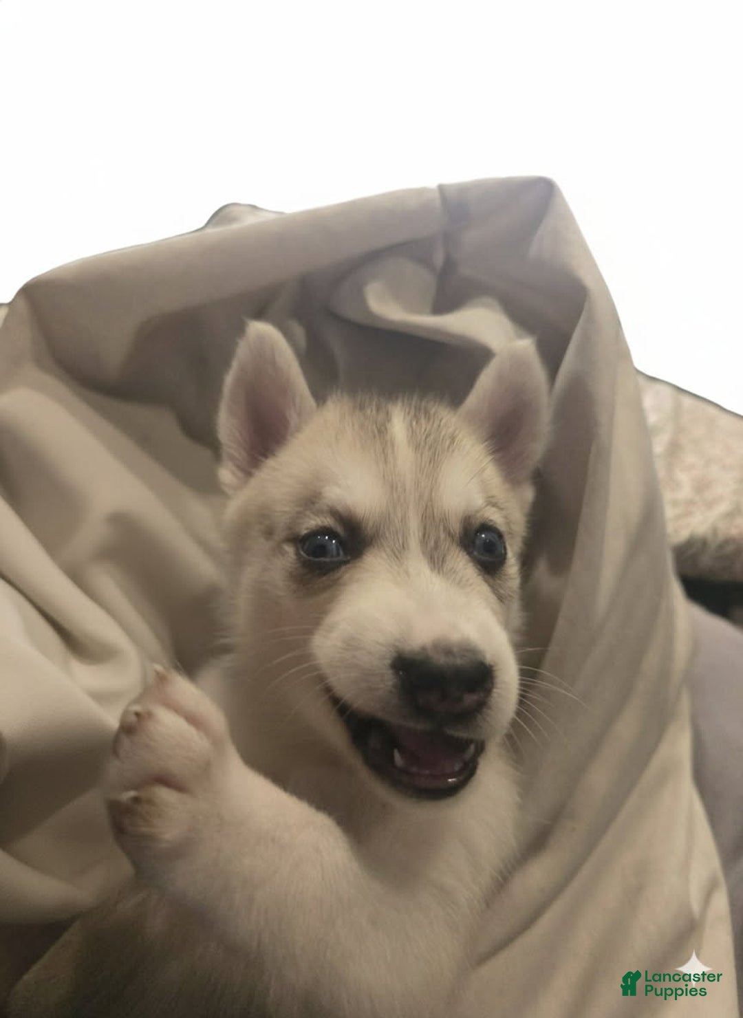 Gerberian Shepsky dogs for sale: Yuki - Ad 3