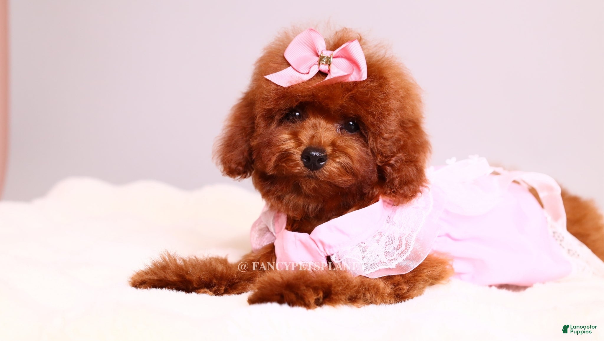 Toy Poodle dogs Ruby mahogany red toy girl  - Ad 1
