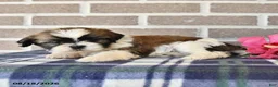 Shih Tzu dogs for sale: Pearl - Ad 3
