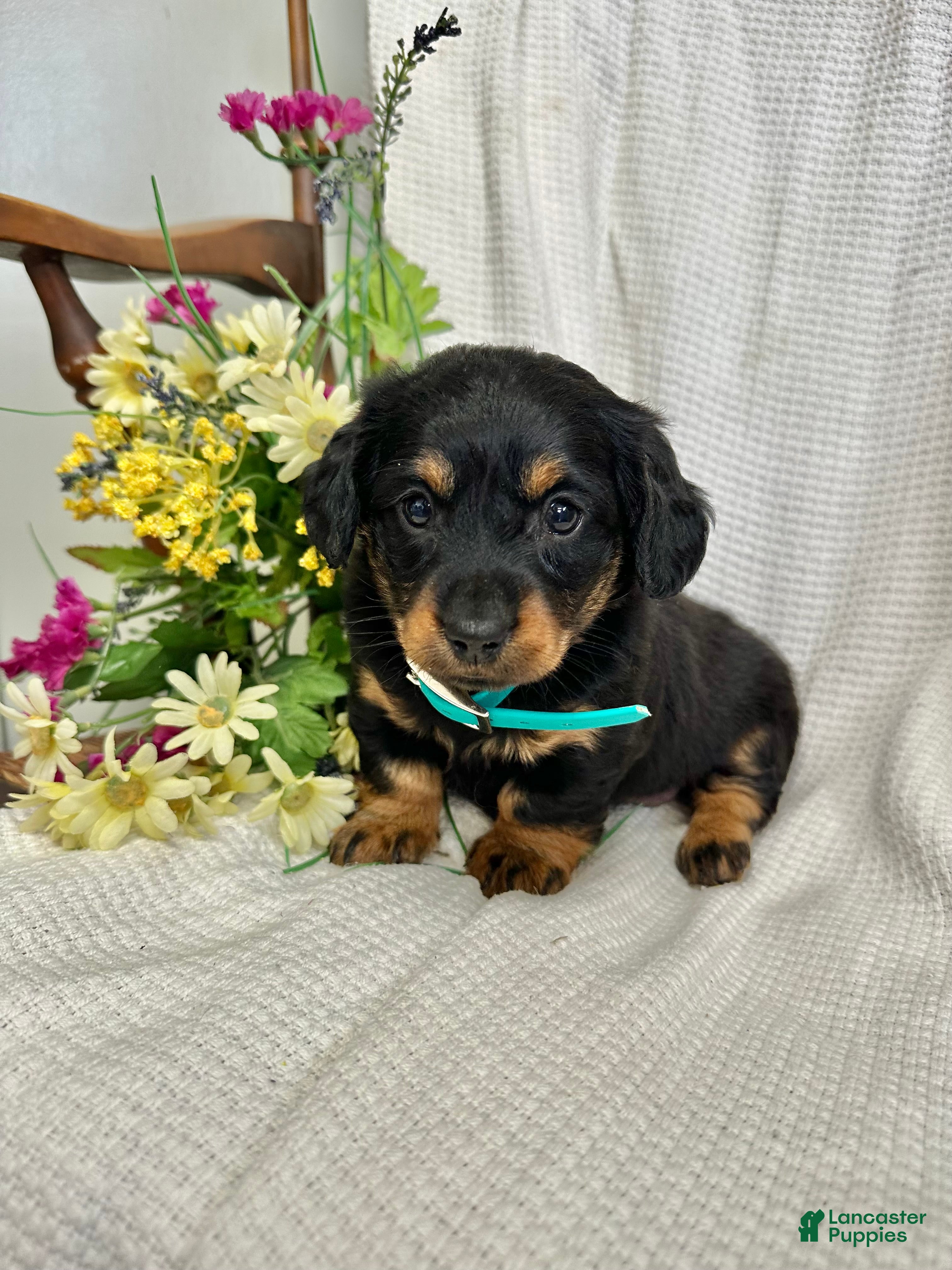 Miniature Dachshund dogs Abby - Ad 1