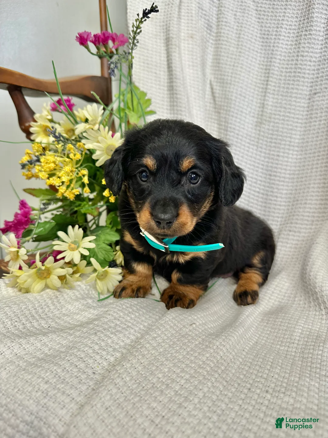 Miniature Dachshund dogs for sale: Abby - Ad 1