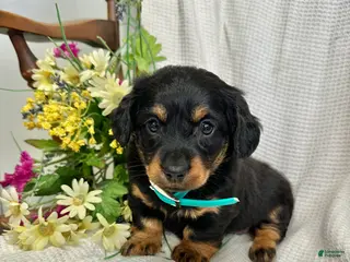 Miniature Dachshund dogs for sale: Abby - Ad 3