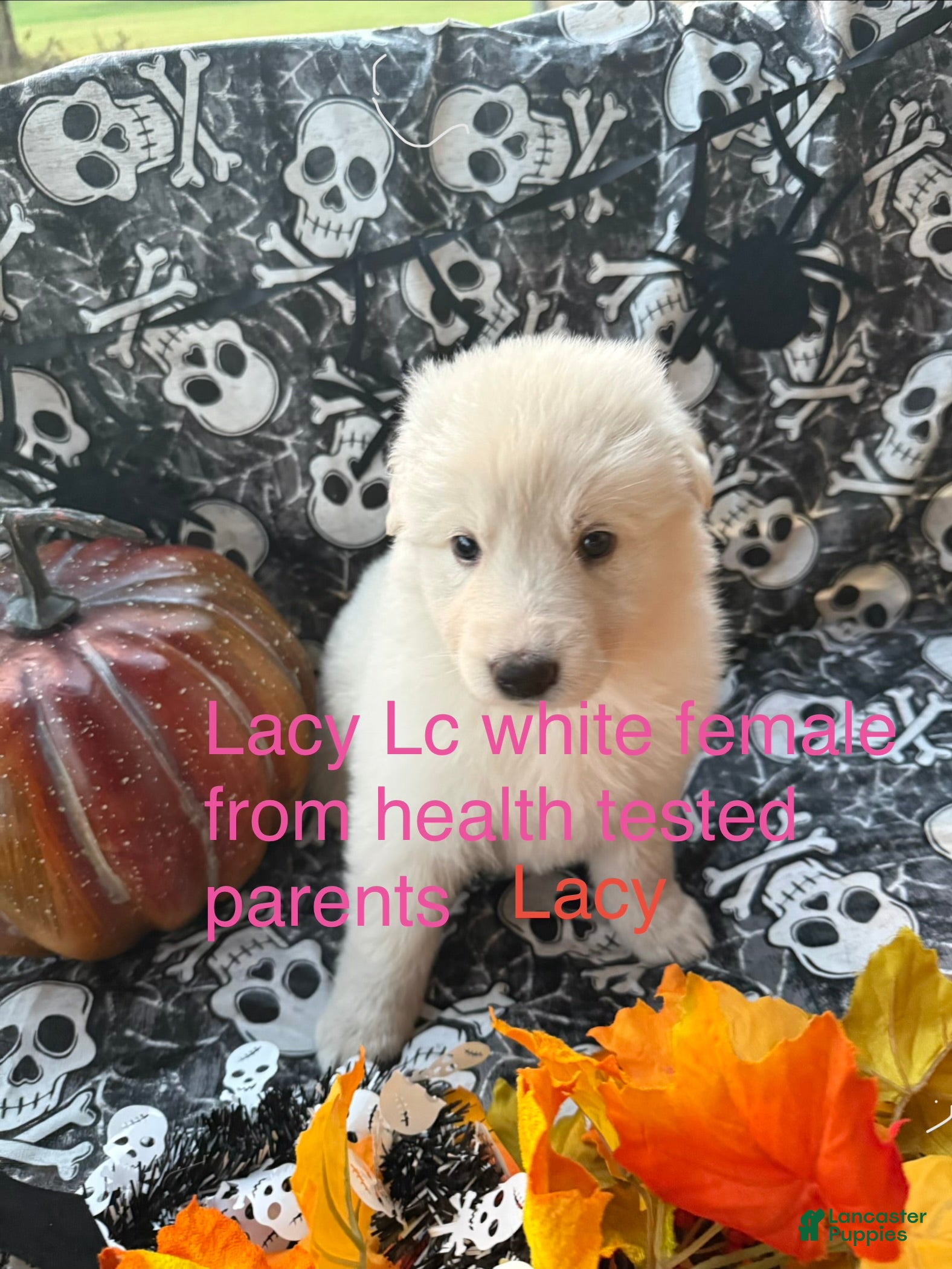 German Shepherd dogs Lacy  - Ad 39
