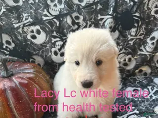 German Shepherd dogs Lacy - Ad 39