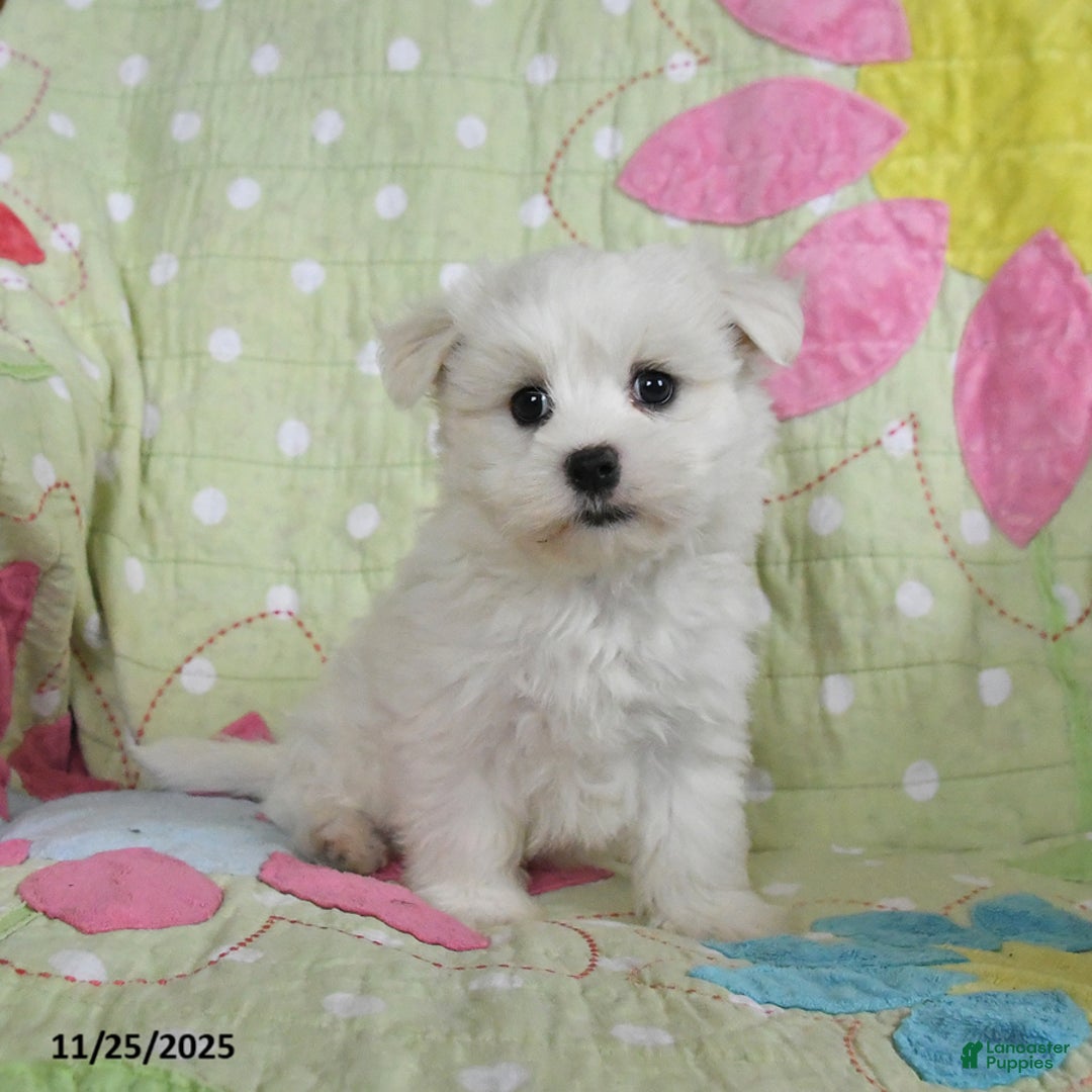 Maltese dogs for sale: Gavin - Ad 3