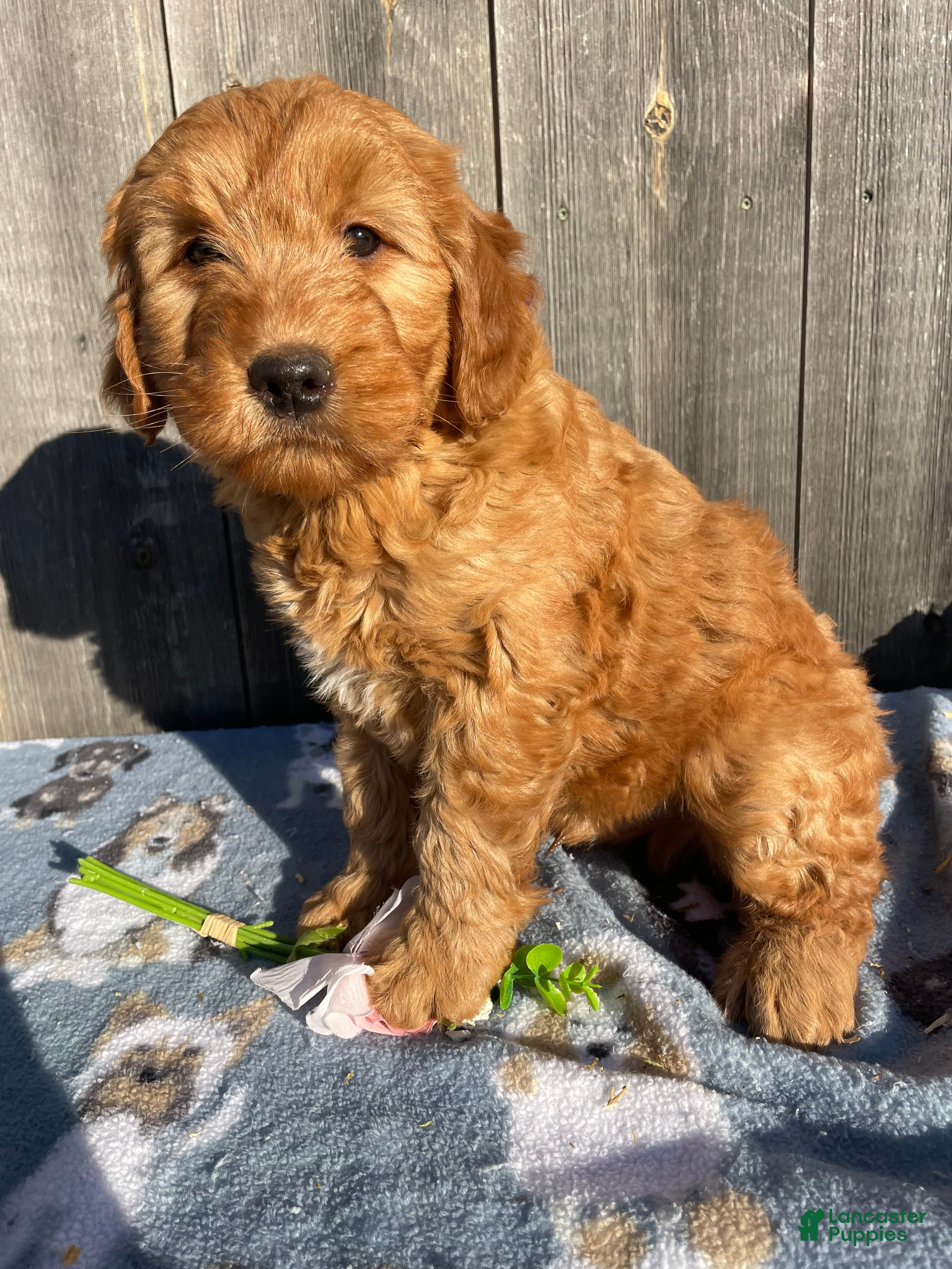 Mini Goldendoodle dogs Rusty - Ad 39