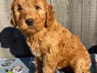 Mini Goldendoodle dogs Rusty - Ad 39