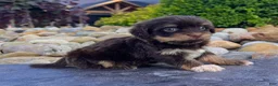 Havanese dogs for sale: Amber - Ad 5