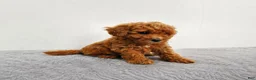 Mini Goldendoodle dogs for sale: Marly - Ad 5