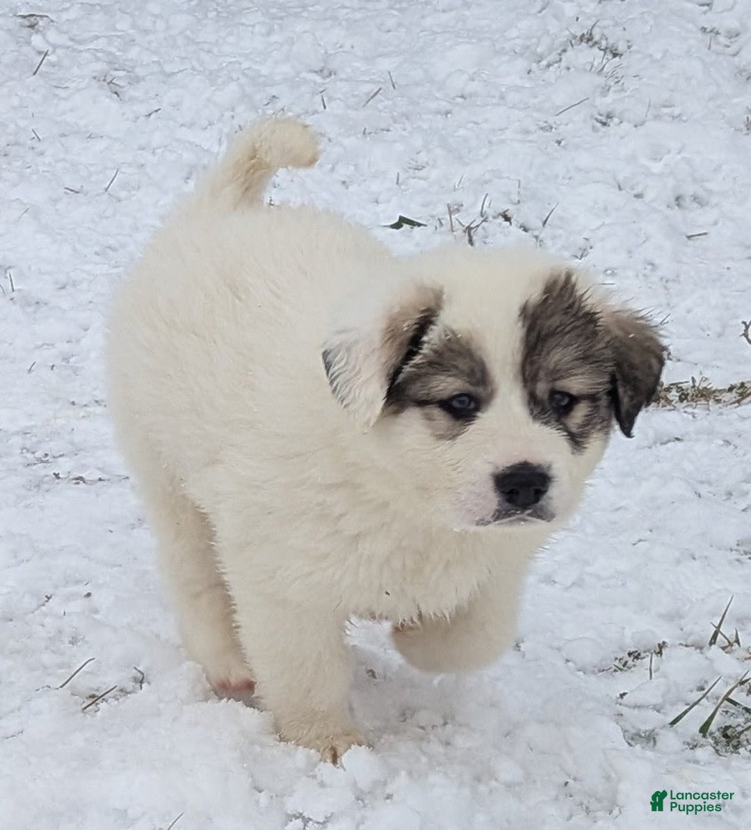 Great Pyrenees dogs for sale: Patrick - Ad 6