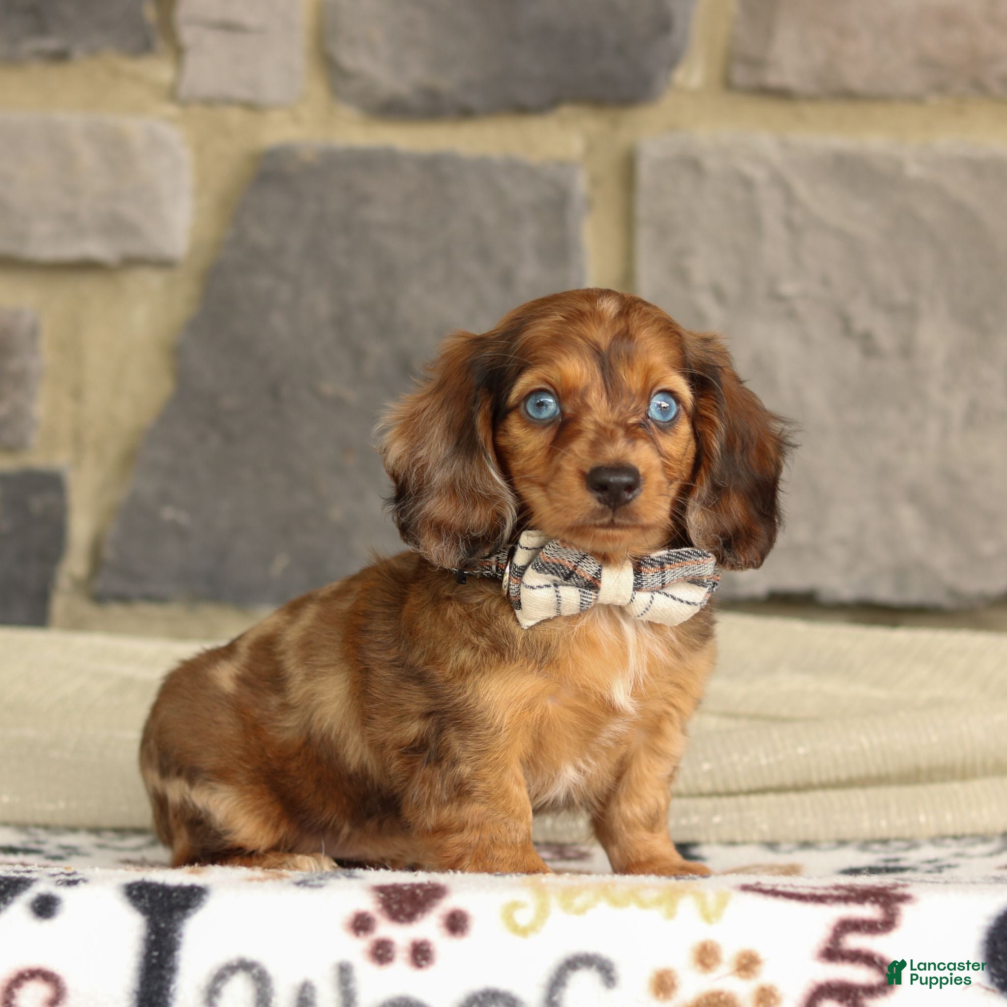 Miniature Dachshund dogs Savannah - Ad 2