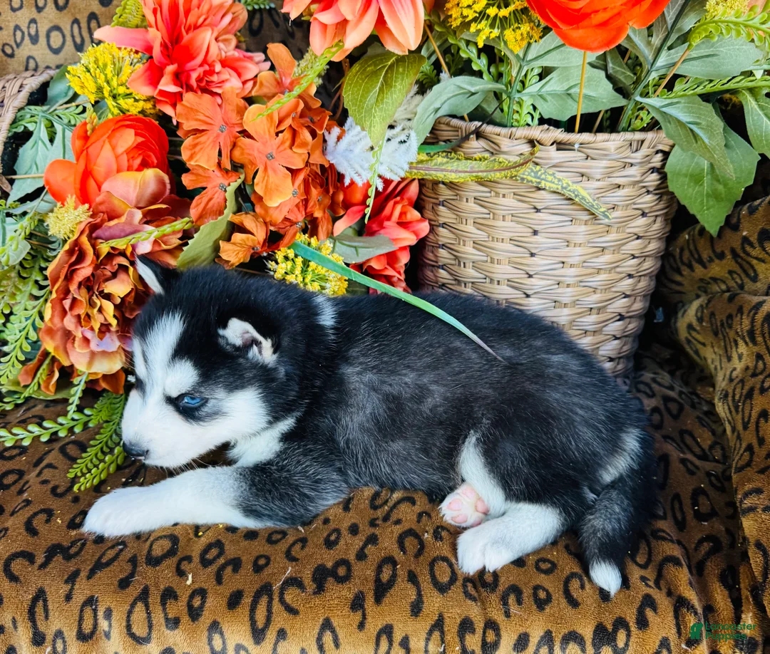 Siberian Husky dogs for sale: Valerie - Ad 2