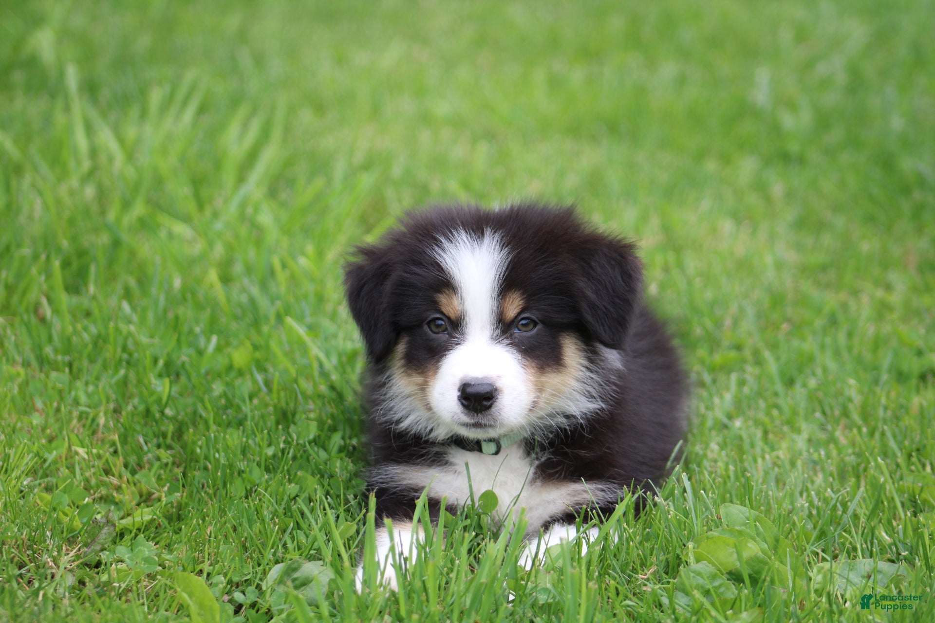 Australian Shepherd dogs Dawn  - Ad 23