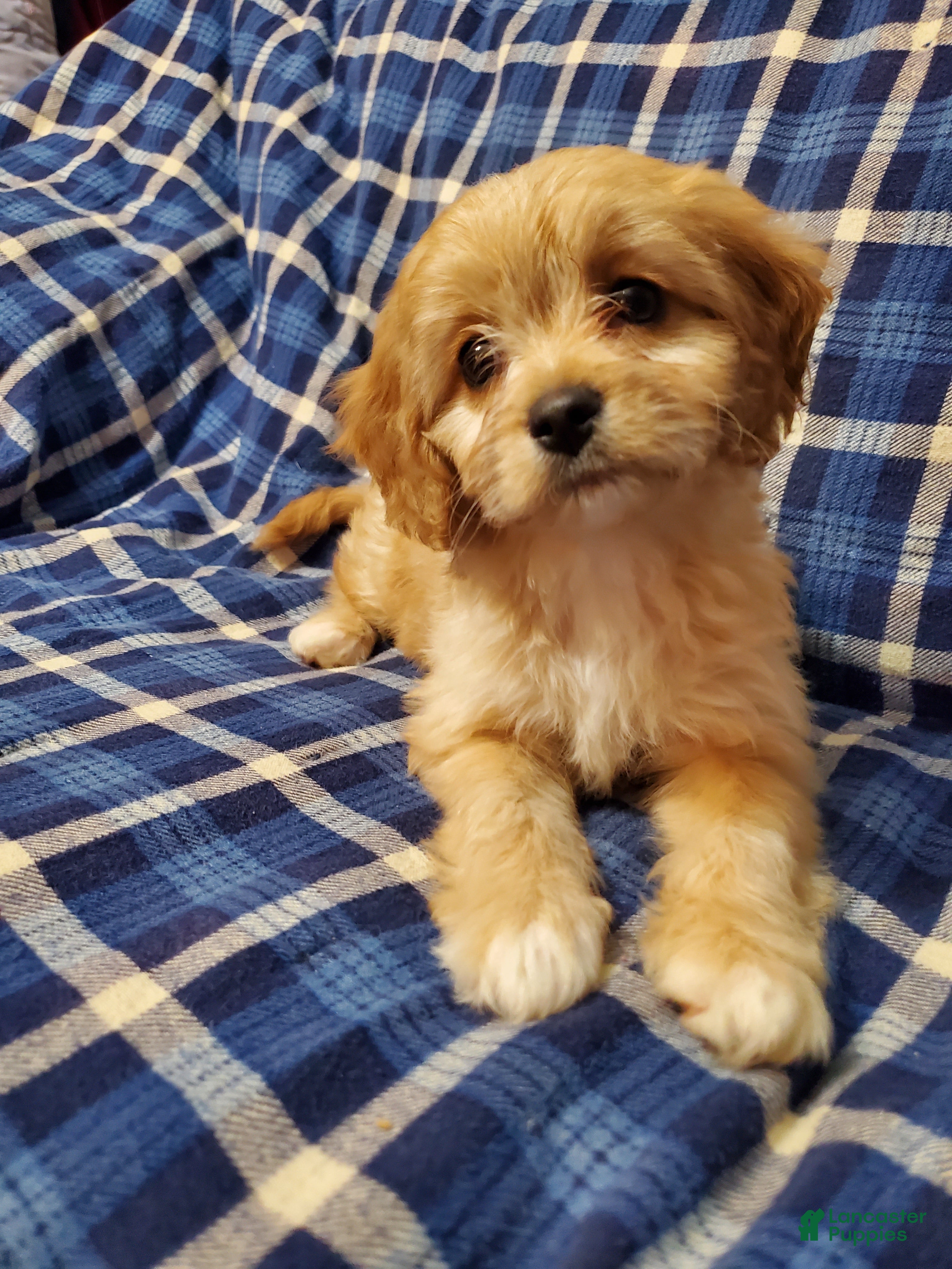 Cavachon dogs Caramel - Ad 18
