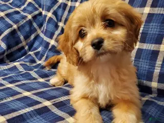 Cavachon dogs Caramel - Ad 18