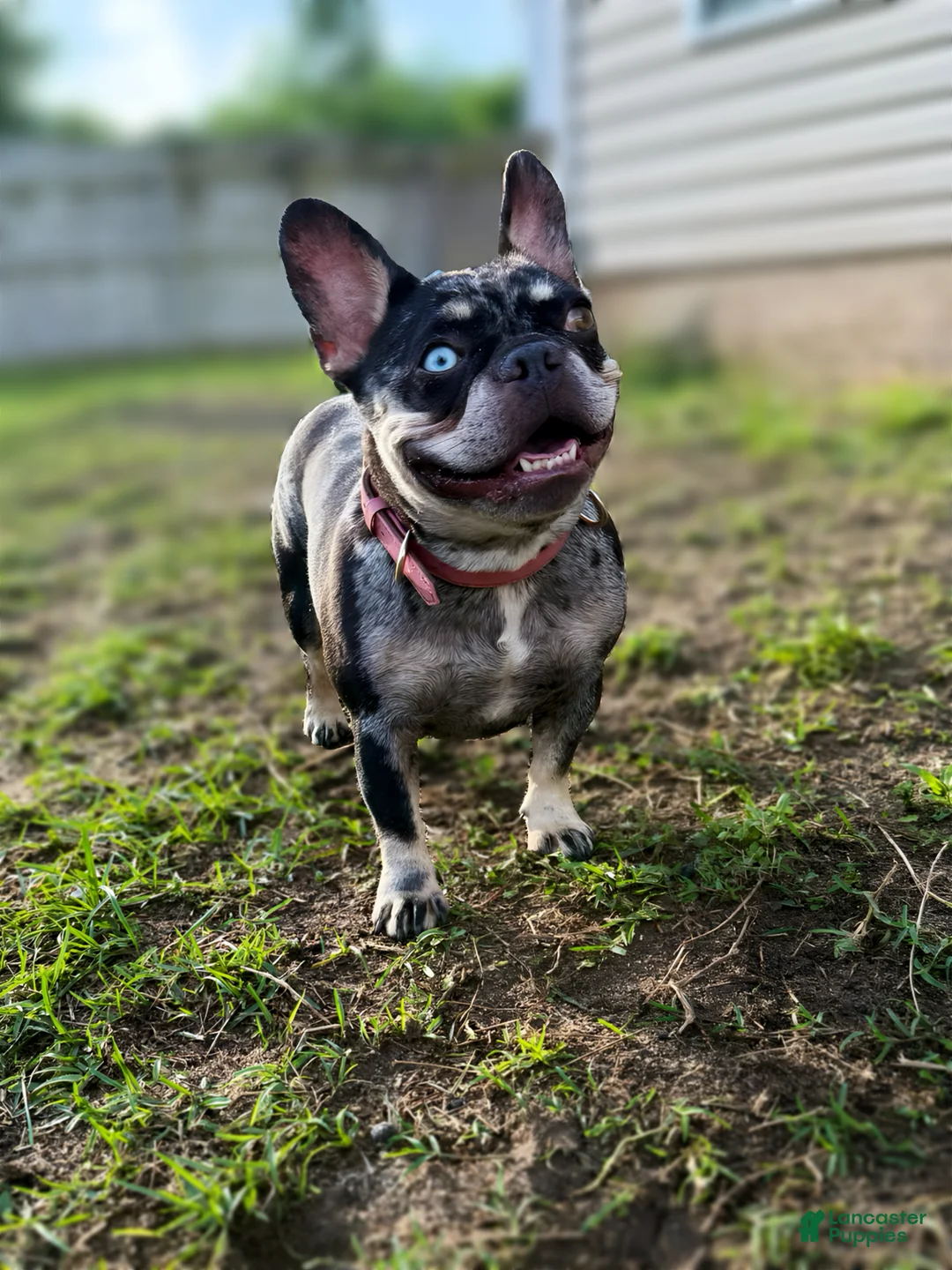 French Bulldog dogs for sale: Munk - Ad 2