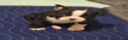 Mixed Breed dogs for sale: Frenchton female #1 - Ad 23