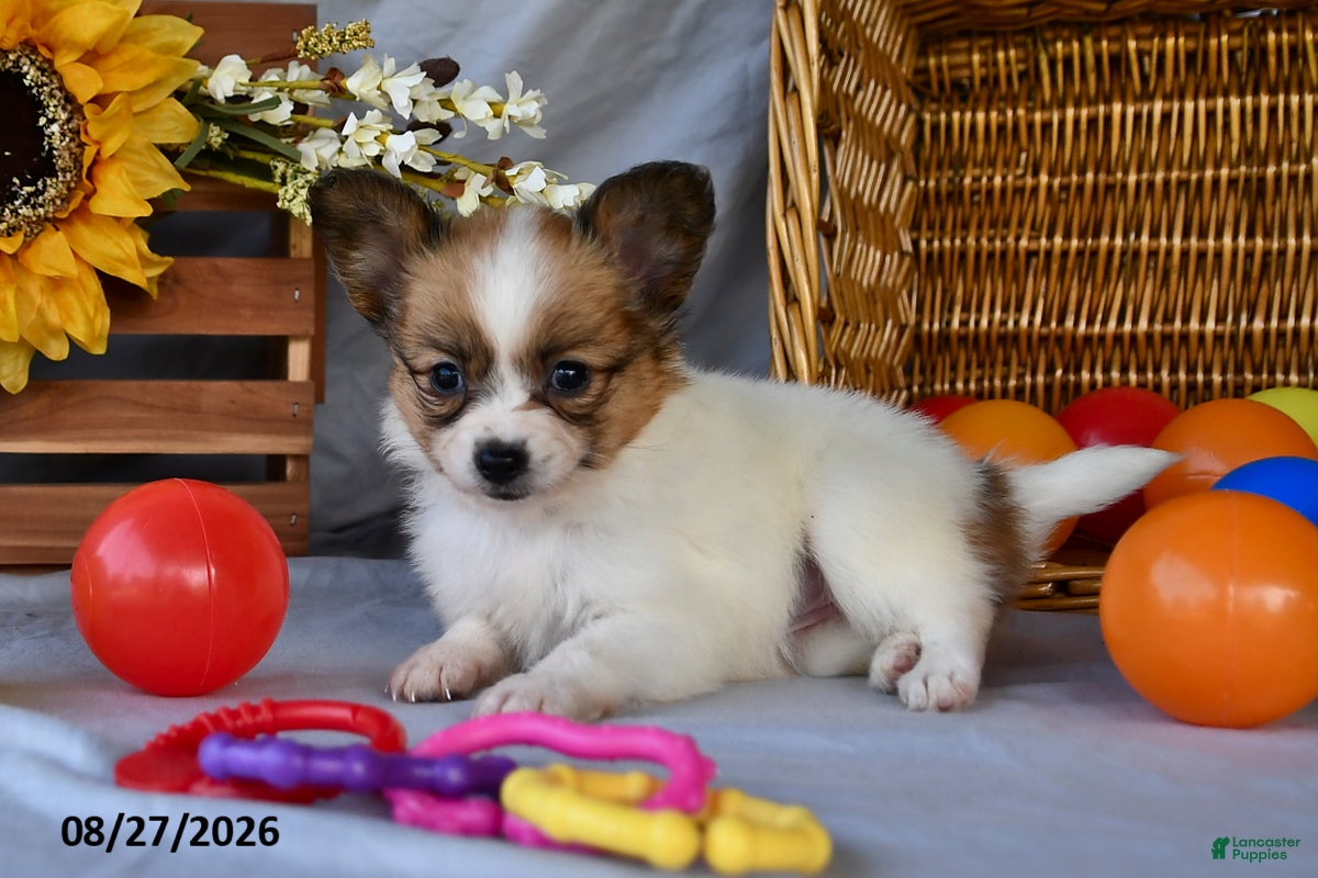 Papillon dogs Tasha - Ad 2