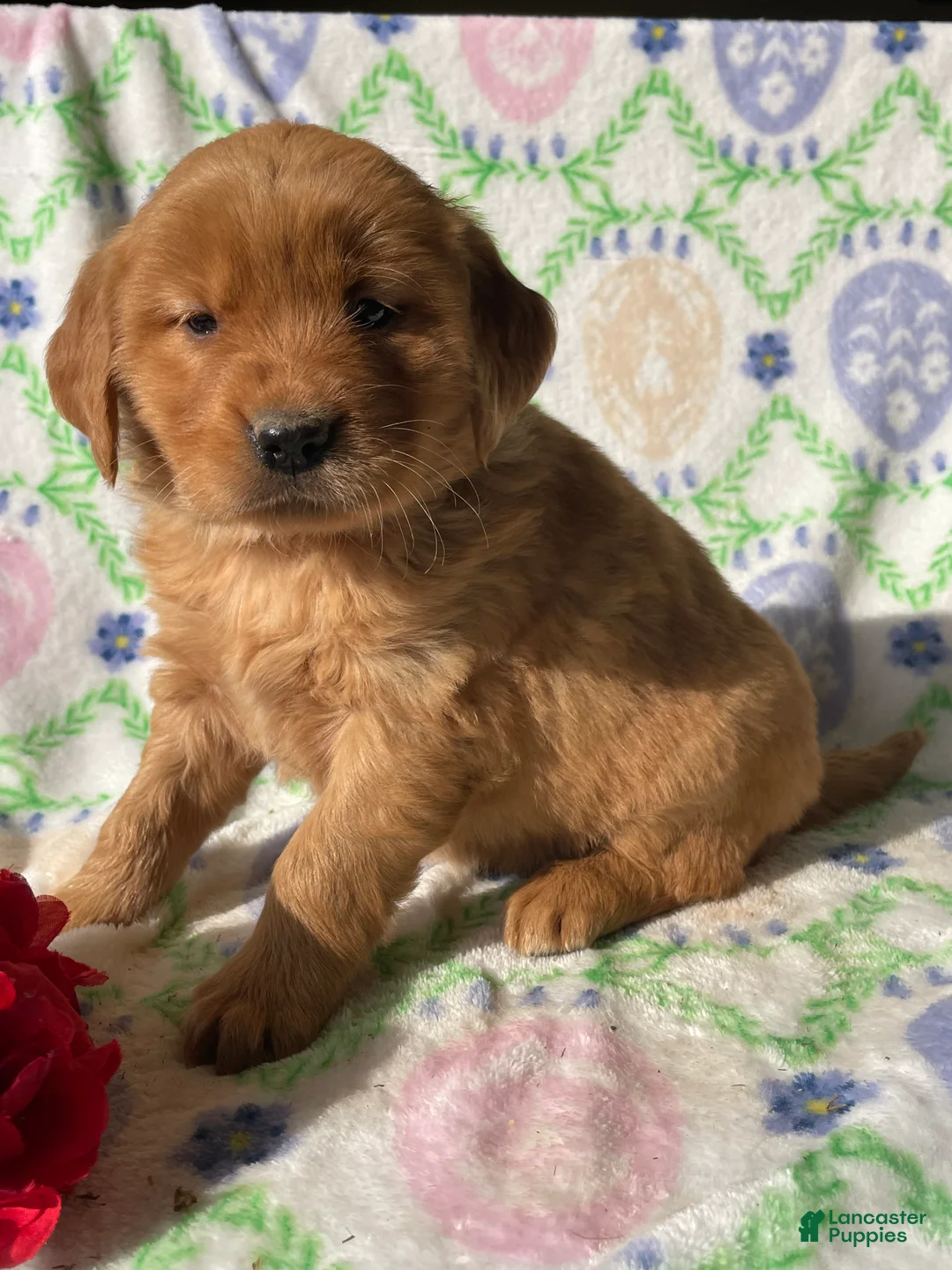 Golden Retriever dogs for sale: Amber - Ad 2
