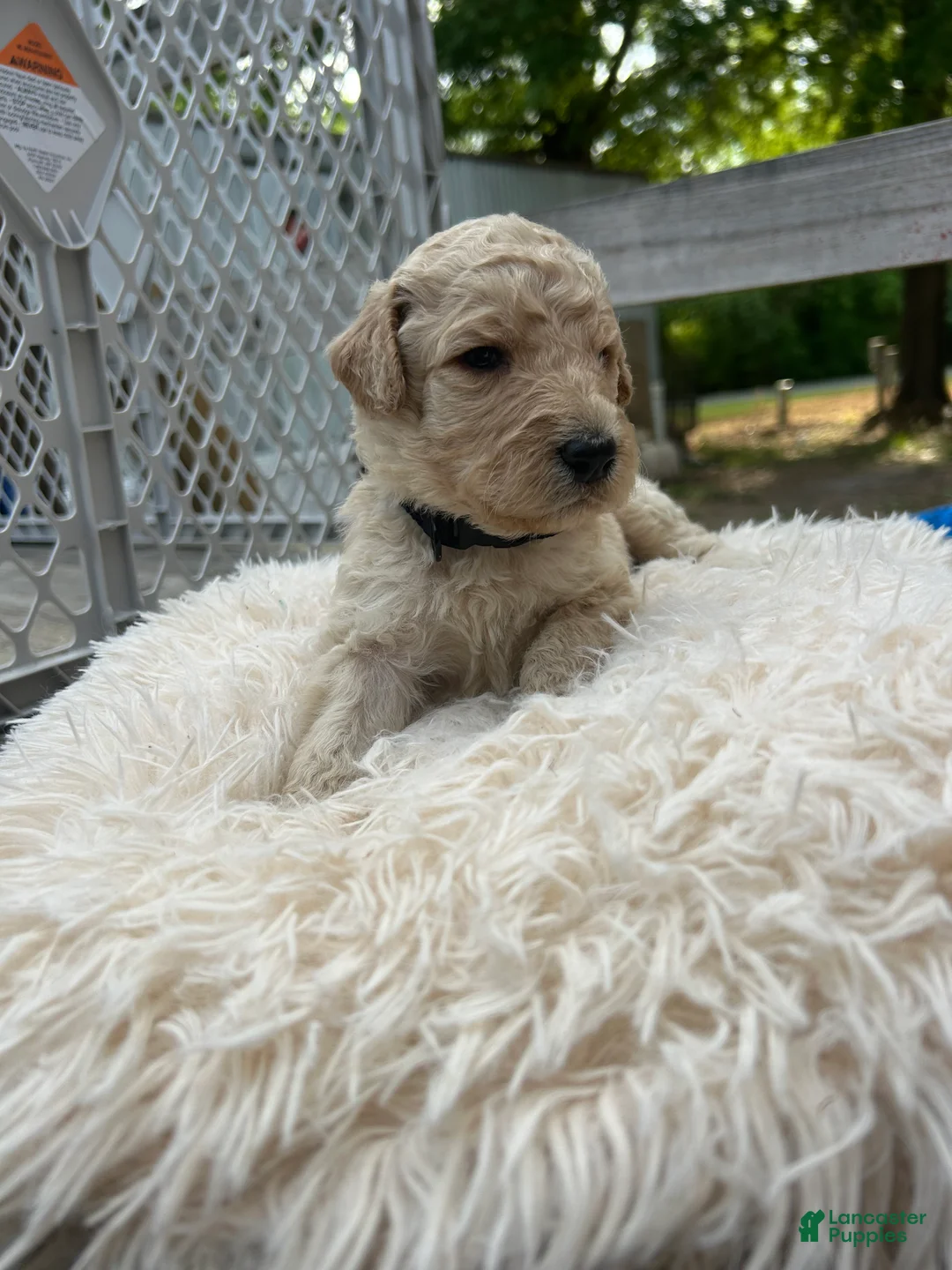 Goldendoodle dogs for sale: Goldendoodle Puppy 8 - Ad 2