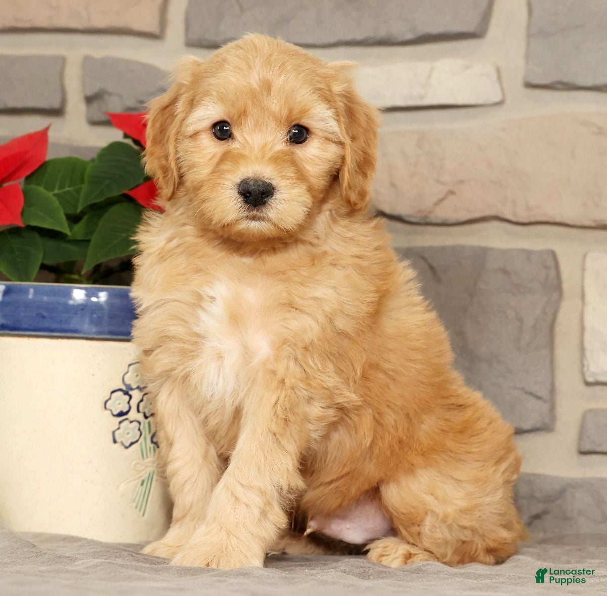 Mini Goldendoodle dogs Einstein - Ad 31