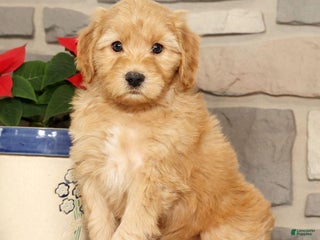 Mini Goldendoodle dogs Einstein - Ad 27