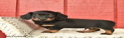 Dachshund dogs for sale: Timmy  - Ad 4