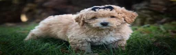 Bichpoo dogs for sale: Nova💕 - Ad 5