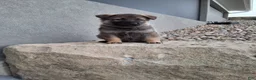 German Shepherd dogs for sale: Kobe - Ad 7