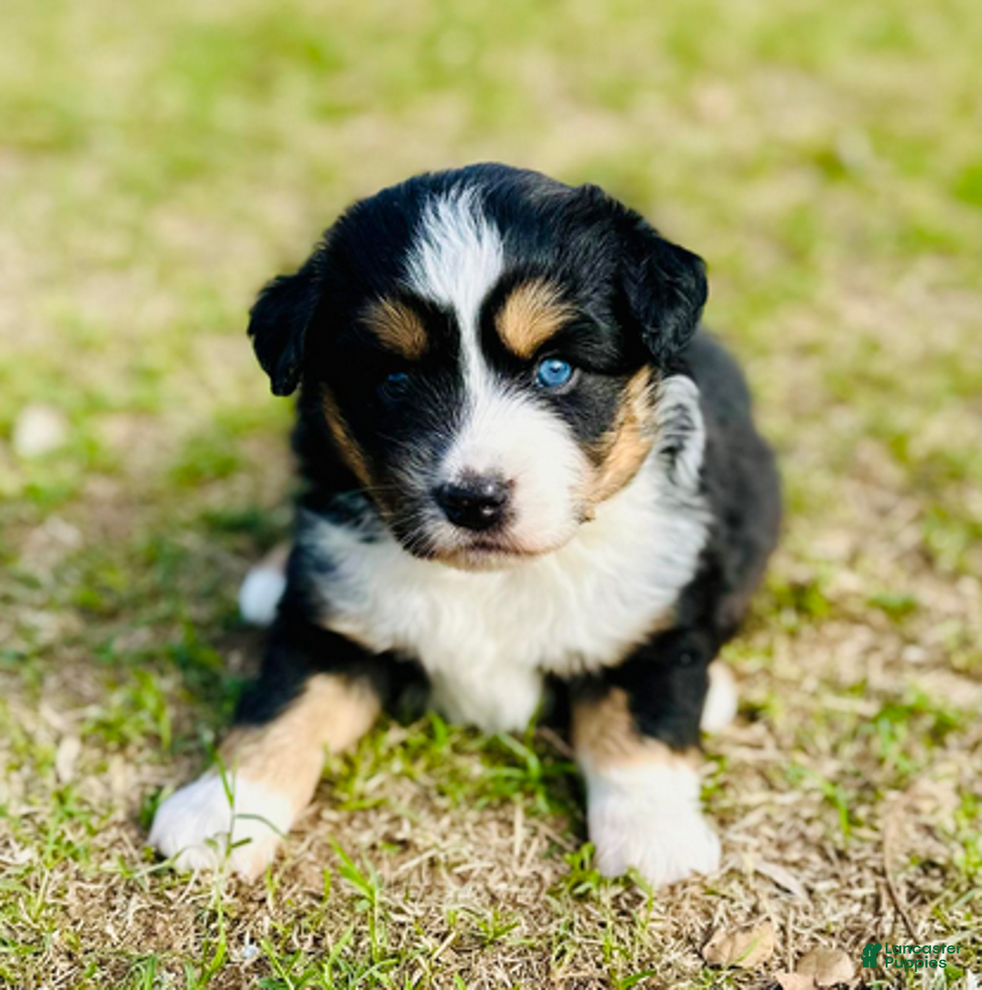 Miniature Australian Shepherd dogs for sale: Georgie - Ad 5
