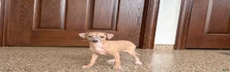 Italian Greyhound dogs for sale: Italian Greyhound male 2 Fawn  - Ad 9