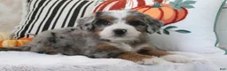 Mini Bernedoodle dogs for sale: Sharon - Ad 2