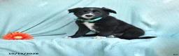 Border Collie dogs for sale: Jade - Ad 1