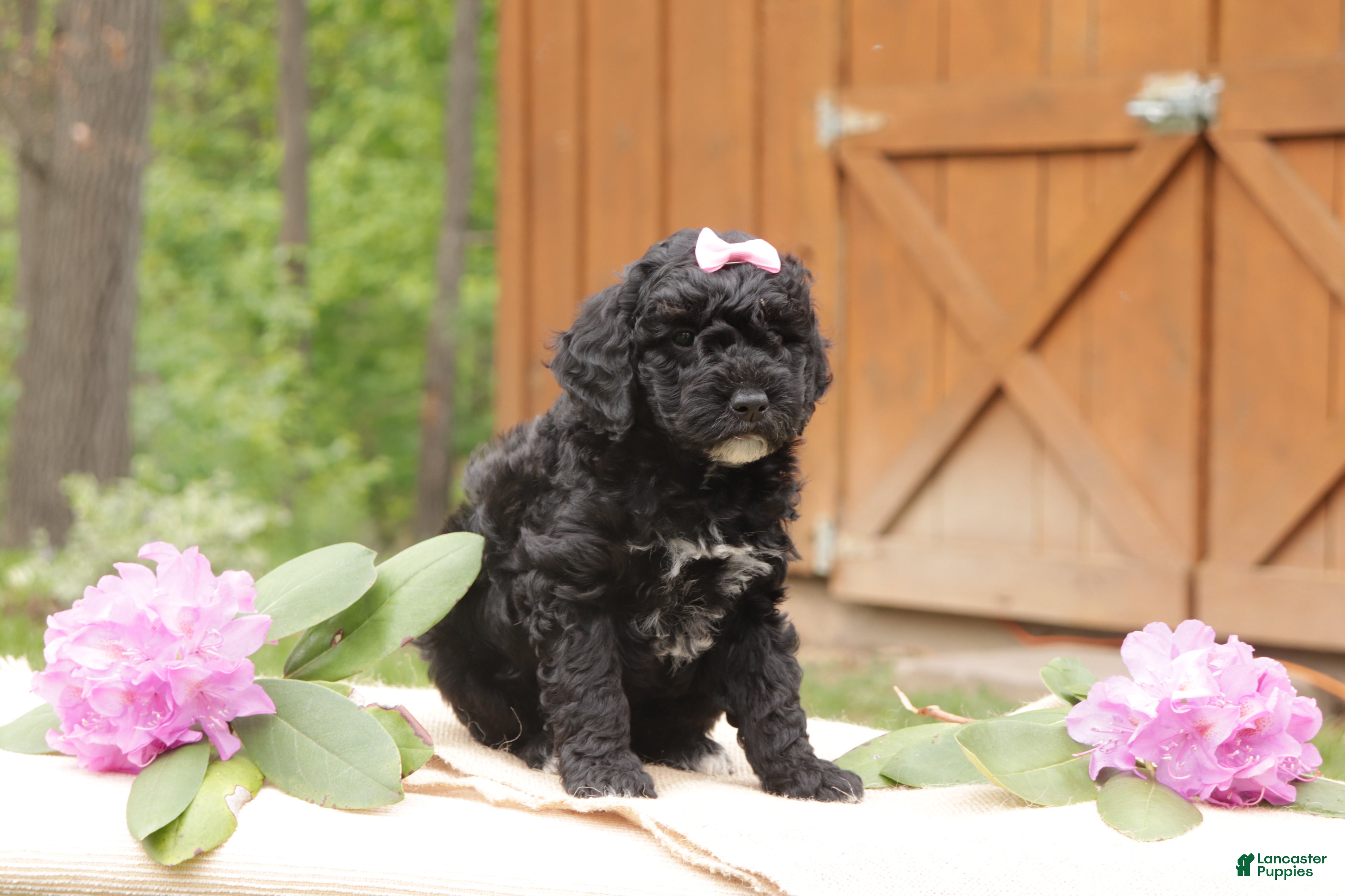 Mini Goldendoodle dogs Poppy - Ad 2
