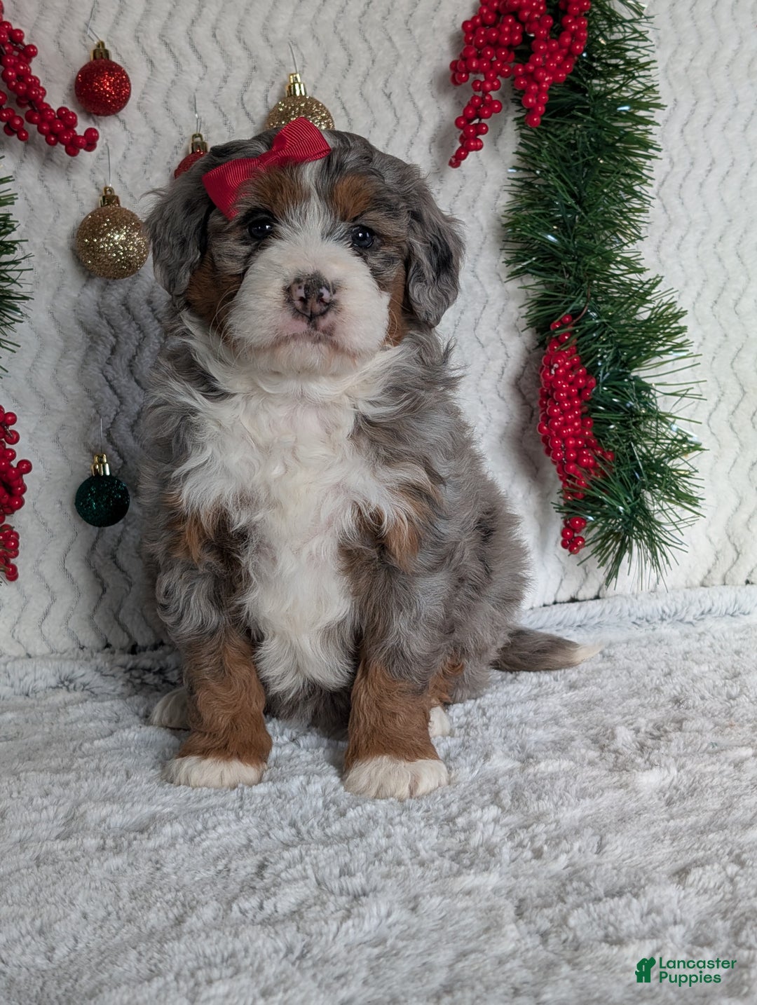 Mini Bernedoodle dogs for sale: Mini Opal  - Ad 4