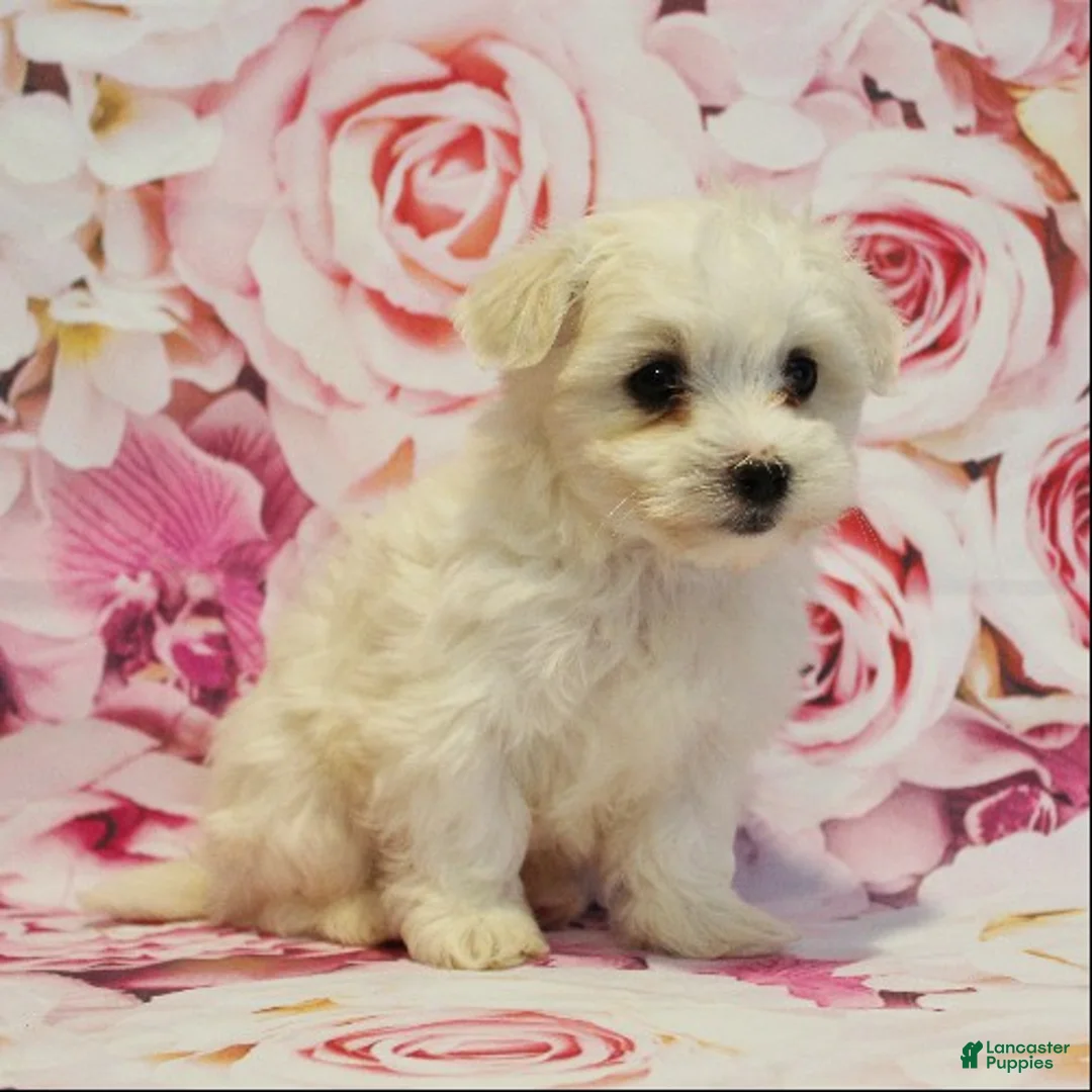 Maltese dogs for sale: Biscuit - Ad 2