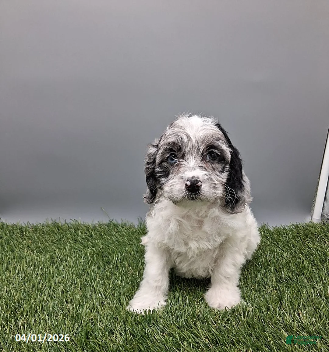 Cockapoo dogs for sale: Trixie - Ad 2