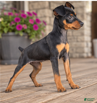 Miniature Pinscher dogs Tilly - Ad 2