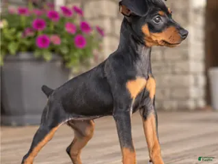 Miniature Pinscher dogs Tilly - Ad 2