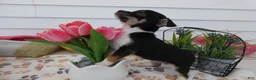 Chihuahua dogs for sale: Chihuahua Puppy 3 Winchester - Ad 2