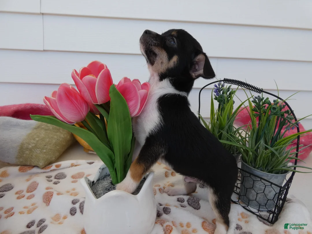 Chihuahua dogs for sale: Chihuahua Puppy 3 Winchester - Ad 2
