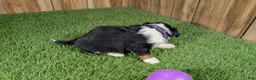 Mini Aussiedoodle dogs for sale: Sunset Girl 2 - Ad 13