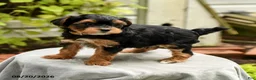 Yorkiepoo dogs for sale: Powell - Ad 4