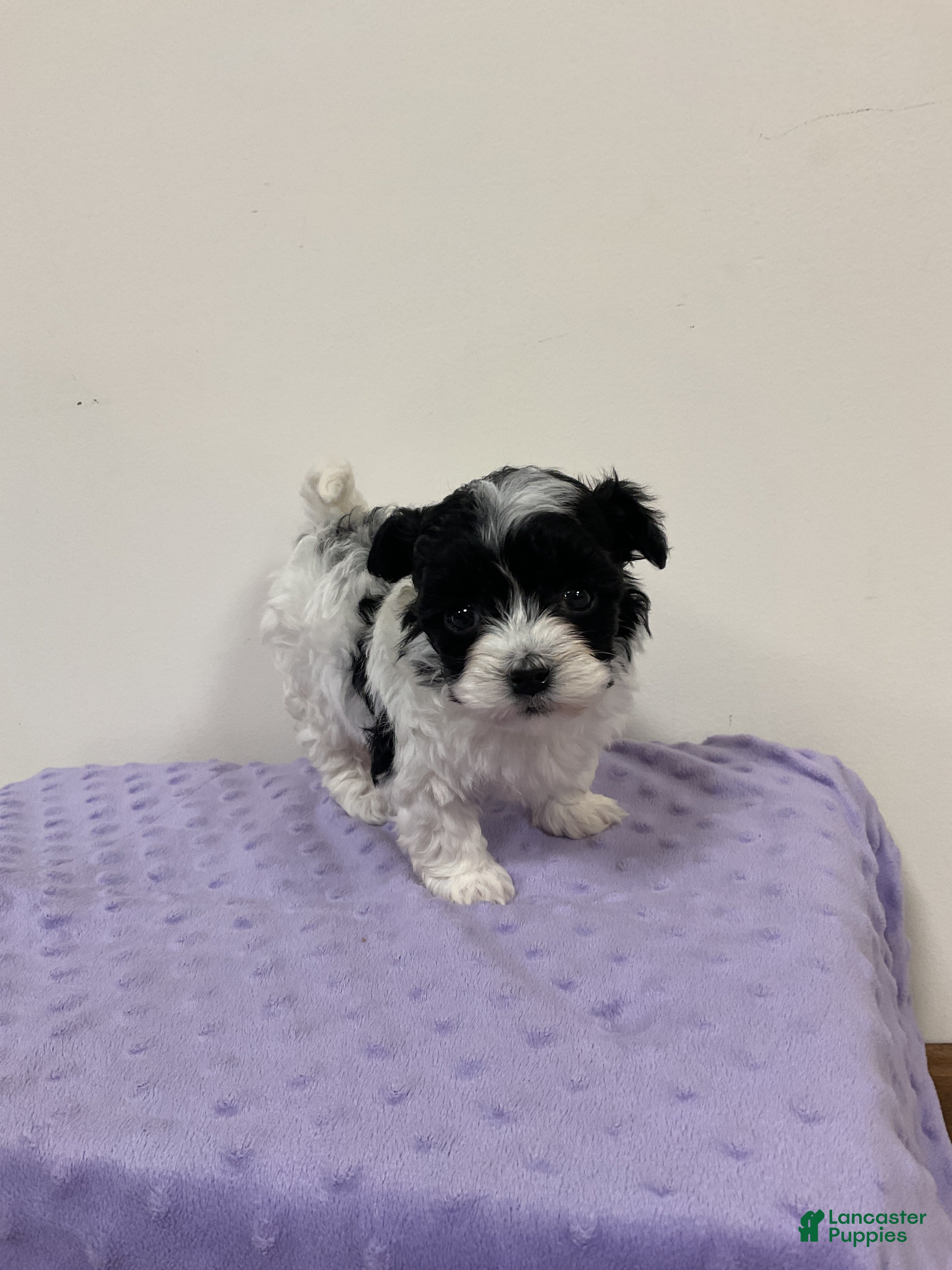 Maltipoo dogs HOLLY - Ad 2