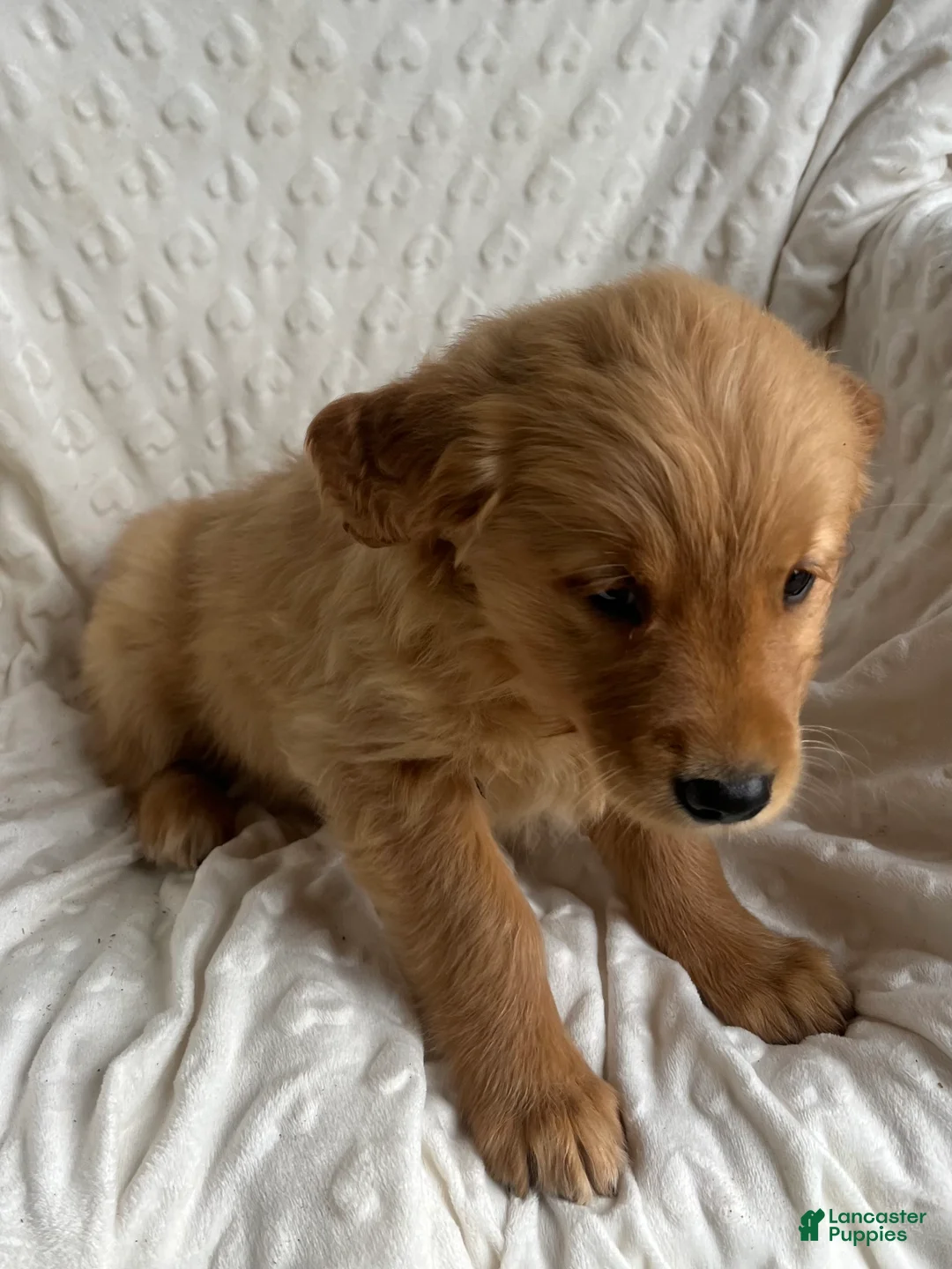 Golden Retriever dogs for sale: Golden Retriever Puppy 7 - Ad 5