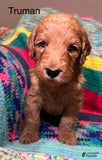 Goldendoodle dogs Truman - Ad 2