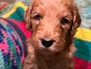 Goldendoodle dogs Truman - Ad 2