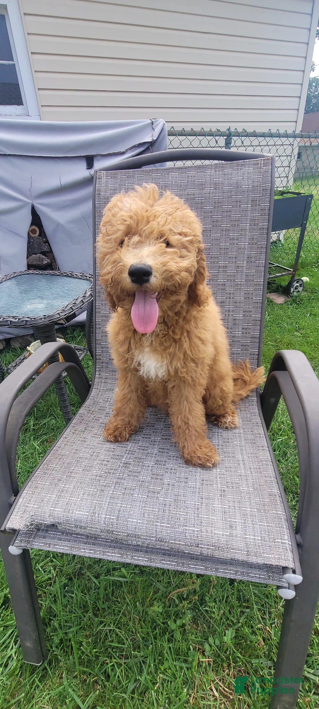 Mini Goldendoodle dogs for sale: Mini Goldendoodle Girl 1 - Ad 2